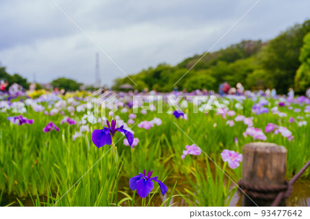 東村山八國山鳶尾 東村山八國山鳶尾 93477642