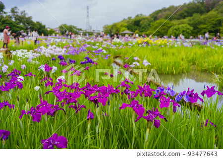 東村山八國山鳶尾 東村山八國山鳶尾 93477643