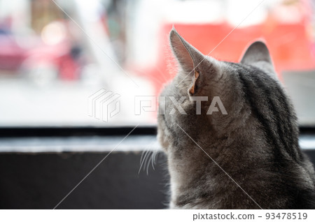 Rear view of loneliness cat looking away while waiting for owner. Rear view of loneliness cat looking away while waiting for owner. 93478519