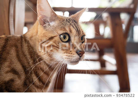 Headshot of curious Bengal cat living in human house. Headshot of curious Bengal cat living in human house. 93478522