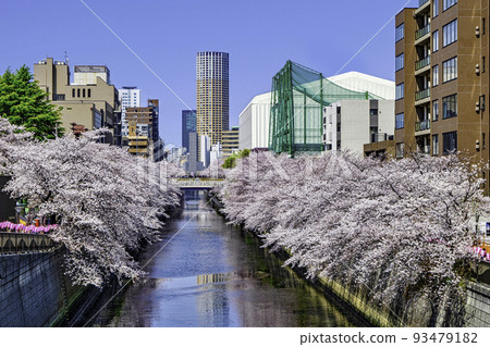 Cherry blossoms in full bloom near Meguro Shimbashi, Meguro River, Tokyo 93479182