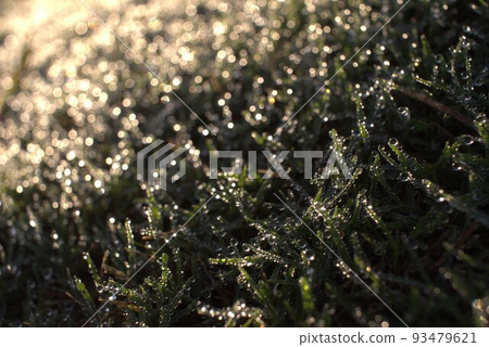 polka dot forest 93479621