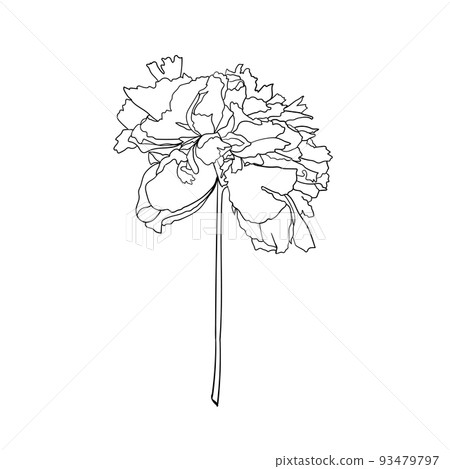 Vector peony flower on white background. Element for design. Hand-drawn contour lines. 93479797
