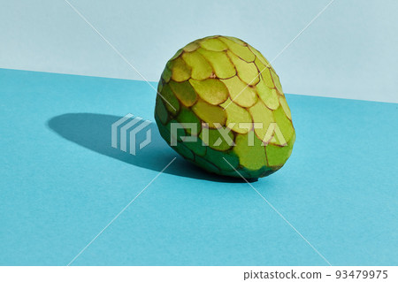 Close up high quality image of whole sugar-apple, fruit of Annona squamosa cherimoya, fruit composition on blue pastel Close up high quality image of whole sugar-apple, fruit of Annona squamosa cherimoya, fruit composition on blue pastel 93479975