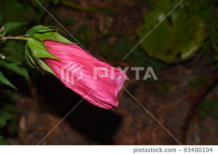 夜晚的紅色花朵 93480104