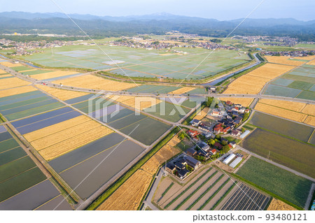 A drone shot of the Kanazawa Plain with golden wheat fields and rice fields | Nomi City, Ishikawa Prefecture 93480121