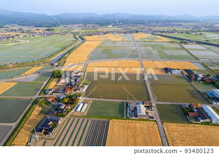 A drone shot of the Kanazawa Plain with golden wheat fields and rice fields | Nomi City, Ishikawa Prefecture 93480123
