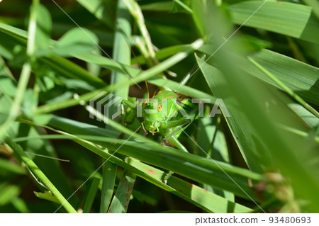 2022 08 25 Hanenaga Grasshopper Sapporo City 2022 08 25 Hanenaga Grasshopper Sapporo City 93480693