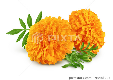 fresh marigold or tagetes erecta flower isolated on white background with full depth of field. fresh marigold or tagetes erecta flower isolated on white background with full depth of field. 93481207