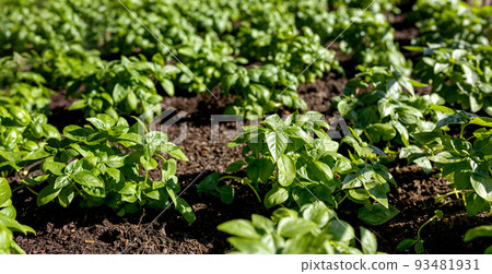 Fresh organic basilic leaves in the garden. Fresh herbs for cooking. Botanical name is Ocimum basilicum 93481931
