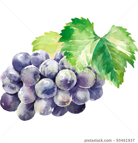 Watercolor painting of grapes 93481937