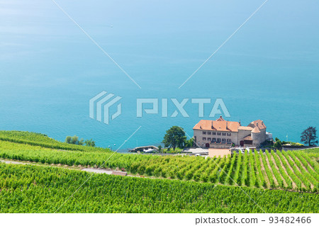 Beautiful sunny landscape with vineyards near lake 93482466