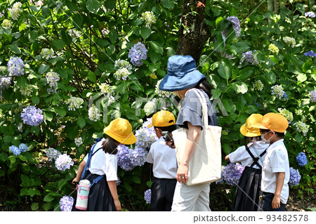 廣島縣府中市神宮寺的繡球 93482578