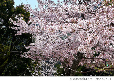 Sakura in Miyajima, Hiroshima Prefecture Sakura in Miyajima, Hiroshima Prefecture 93482604