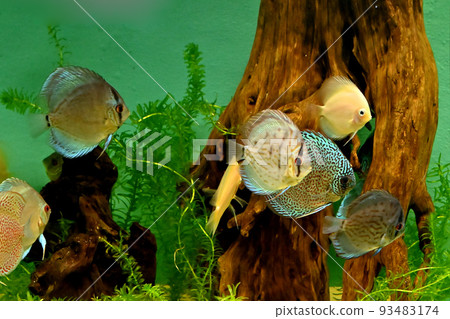 Miyajima Aquarium Miyajima Aquarium 93483174