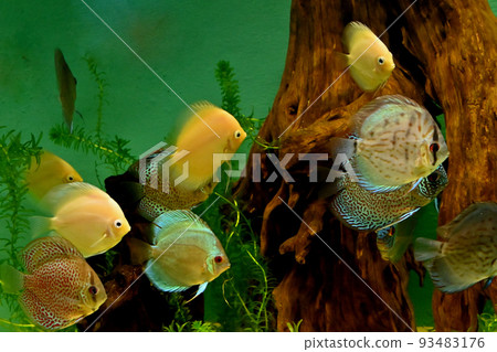 Miyajima Aquarium Miyajima Aquarium 93483176