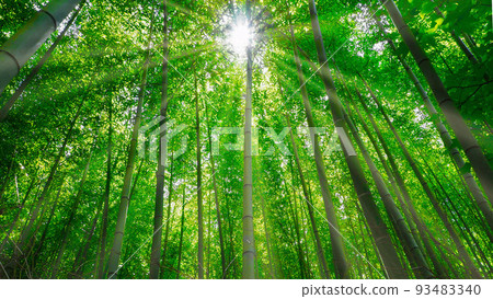 Bamboo groves and sparkle Bamboo groves and sparkle 93483340