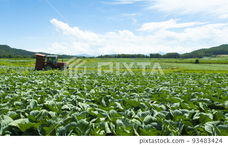 Tsumagoi highland cabbage fields that seem to spread to infinity 93483424