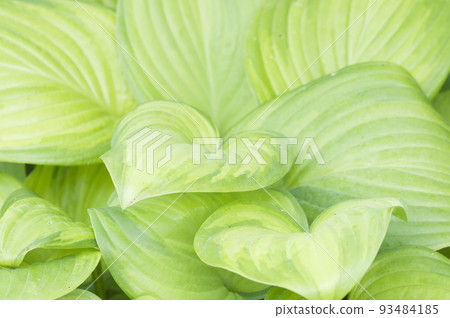 hosta plant fragment closeup hosta plant fragment closeup 93484185
