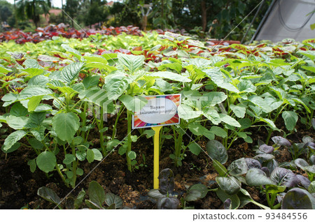 Various species of spinach or its scientific name Amaranthus are planted together. Spinach is good for health and provides many nutrients that the body needs. Various species of spinach or its scientific name Amaranthus are planted together. Spinach is good for health and provides many nutrients that the body needs. 93484556