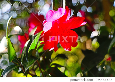 茶梅 茶梅 93484582