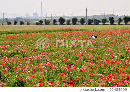 岡山縣笠岡市笠岡灣農場的罌粟田 93485009