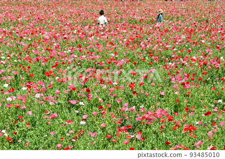 岡山縣笠岡市笠岡灣農場的罌粟田 岡山縣笠岡市笠岡灣農場的罌粟田 93485010