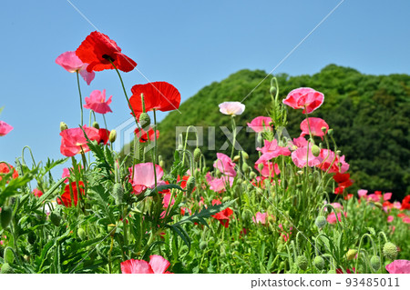 岡山縣笠岡市笠岡灣農場的罌粟田 岡山縣笠岡市笠岡灣農場的罌粟田 93485011