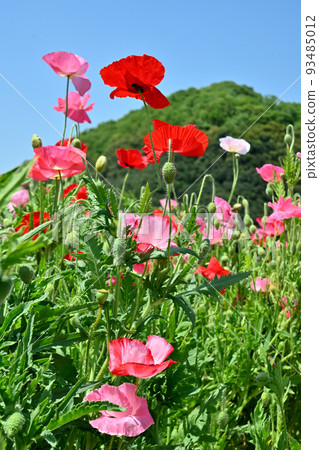 岡山縣笠岡市笠岡灣農場的罌粟田 岡山縣笠岡市笠岡灣農場的罌粟田 93485012