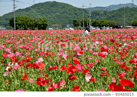 岡山縣笠岡市笠岡灣農場的罌粟田 岡山縣笠岡市笠岡灣農場的罌粟田 93485013