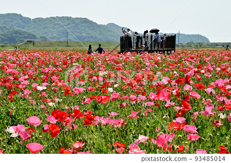 岡山縣笠岡市笠岡灣農場的罌粟田 岡山縣笠岡市笠岡灣農場的罌粟田 93485014