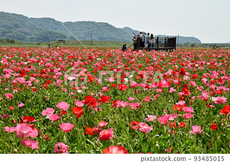 岡山縣笠岡市笠岡灣農場的罌粟田 岡山縣笠岡市笠岡灣農場的罌粟田 93485015