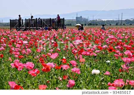 Poppy field at Kasaoka Bay Farm, Kasaoka City, Okayama Prefecture Poppy field at Kasaoka Bay Farm, Kasaoka City, Okayama Prefecture 93485017