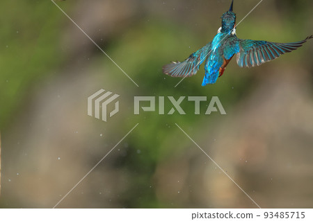翠鳥 翠鳥 93485715