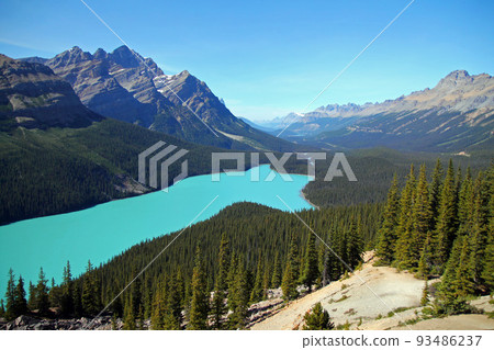 The Peyto Lake wolf and the green trees 93486237