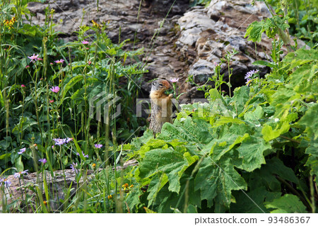Ground Squirrel eating in Glacier National Park Ground Squirrel eating in Glacier National Park 93486367