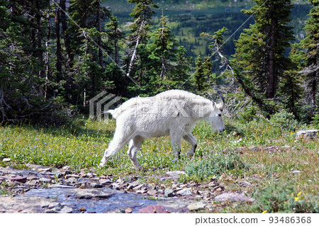 The white mountain goat 93486368