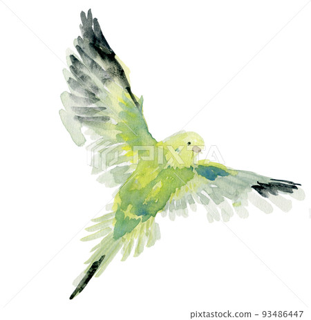 Budgie fly Budgie fly 93486447