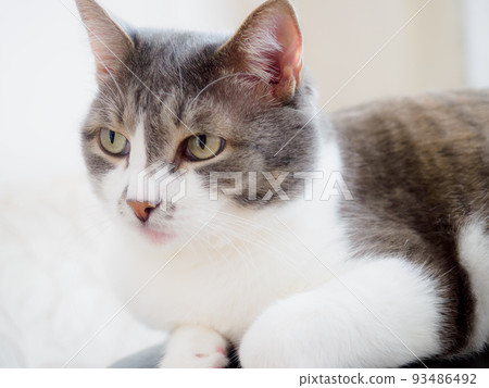 Portrait of beautiful noble cat with large eyes on light background in home environment. Pet sits on Portrait of beautiful noble cat with large eyes on light background in home environment. Pet sits on 93486492