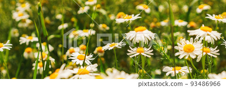 Daisies in meadow. Field of chamomile in summer. Wallpaper of yellow and white flowers. An ideal backplate or backdrop for natural medicine, cosmetics, beauty products presentation. Eco friendly scene Daisies in meadow. Field of chamomile in summer. Wallpaper of yellow and white flowers. An ideal backplate or backdrop for natural medicine, cosmetics, beauty products presentation. Eco friendly scene 93486966