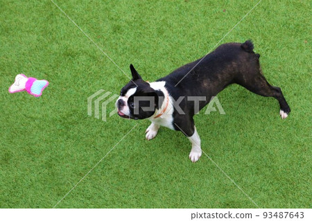 Mighty-kun, a Boston terrier looking up cutely at a toy hanging on a string at a dock run in Yuzu no Sato Moroyama Town♡ 93487643