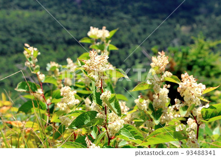 Beautiful Mt. Asama: Alpine plants of Mt. Kurofu in September 93488341