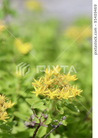 Small yellow flowers in the garden Ground cover Small yellow flowers in the garden Ground cover 93489469
