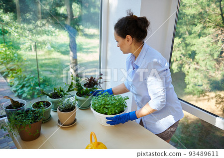 Top view of beautiful Hispanic housewife standing at table with houseplants in the veranda of a countryside house,using watering can, waters basil plant cultivated indoor, enjoying housekeeping chores 93489611