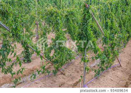 [夏天]山藥田[東千熊郡山形村] 93489634