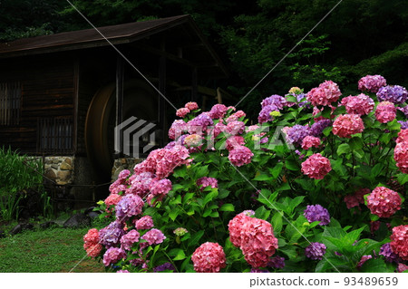 Mr. hydrangea and Kitakami-shi Iwate prefecture Mr. Taki Mr. hydrangea and Kitakami-shi Iwate prefecture Mr. Taki 93489659