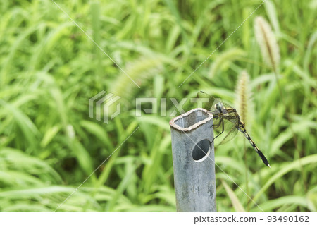 Perched white dragonfly Perched white dragonfly 93490162