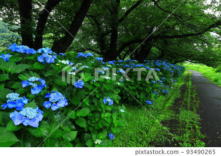 岩手縣北上市天正地公園的繡球花 93490265