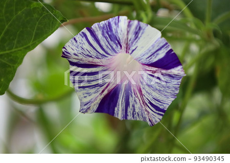 Morning glory with a squeeze pattern like a yukata pattern: Edo style 93490345