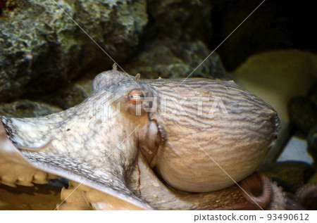 octopus  93490612